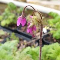 Primula matthioli caucasica 